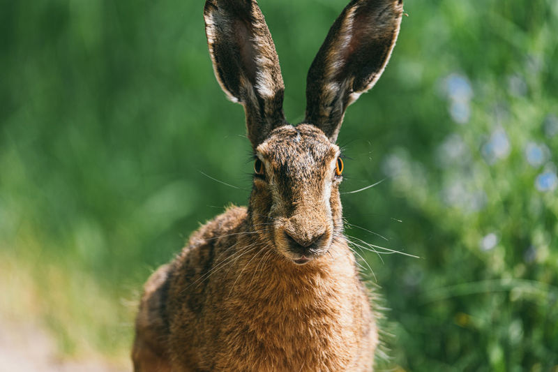 Wild brown hare. sat in natural farmland habitat. portrait of an adult hare