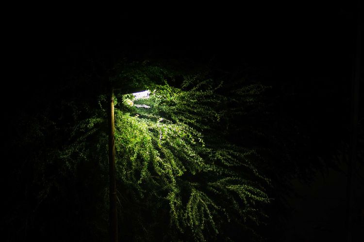 Plants and trees at night