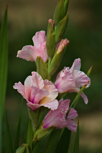 Close-up of pink flowering plant