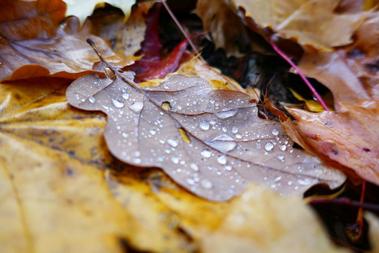 Close-up of wet maple leaves during autumn