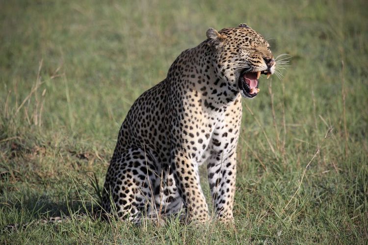 animal