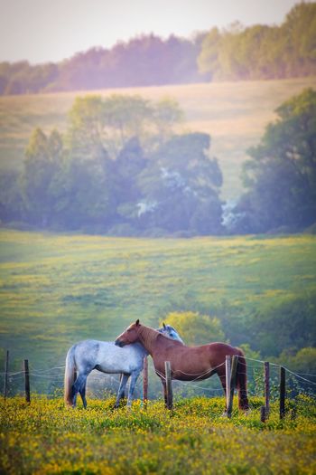 Horses standing on landscape