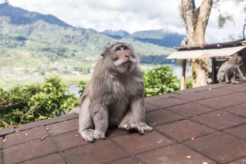 Monkey looking away on mountain