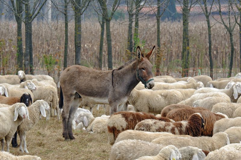 A donkey in the middle of a flock of sheep,in a wood 