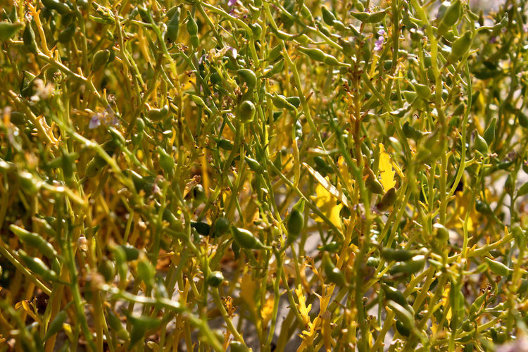 Close-up of plants growing in farm
