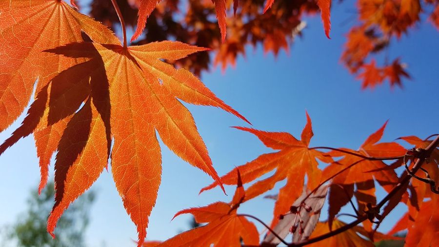 Low angle view of maple leaves against sky