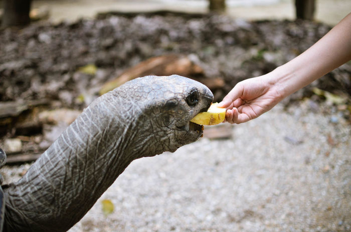 Cropped hand feeding tortoise