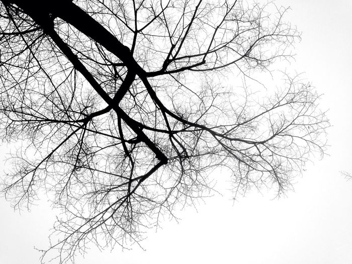Low angle view of silhouette bare tree against clear sky
