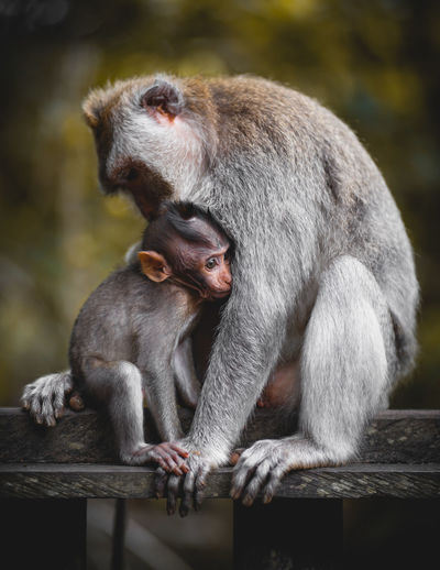 Mother love