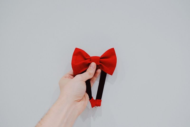 Close-up of hand holding red flower over white background