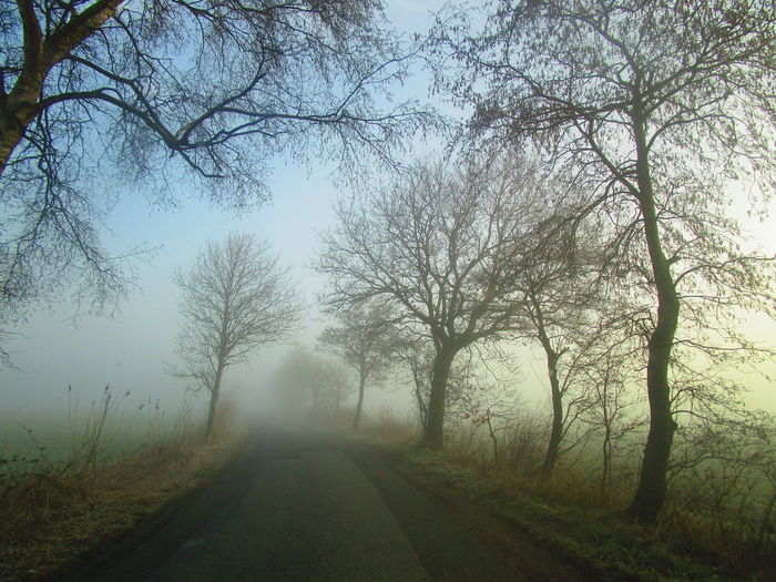 Road amidst trees against sky during foggy weather