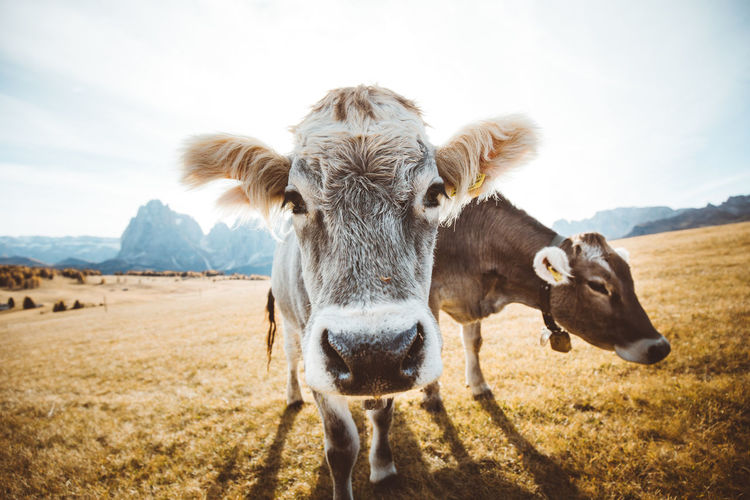 Portrait of cows grazing on field