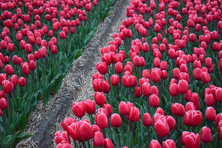 Close-up of red tulips growing in field