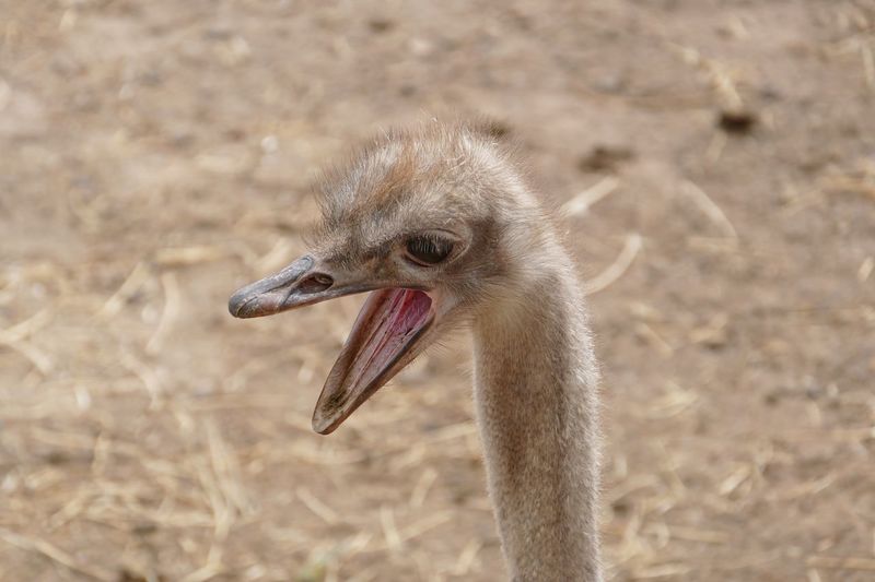 Close-up of ostrich with open mouth outdoors