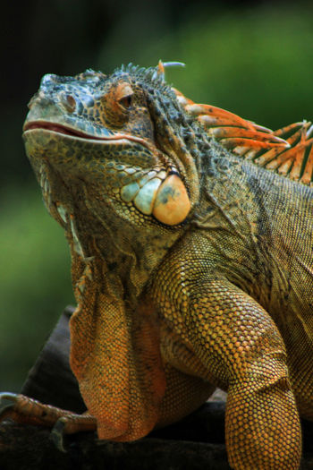 Green iguana or known by the name furcifer pardalis which has a variety of colors