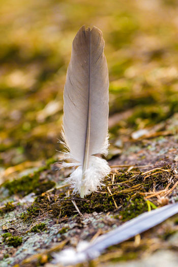 Close-up of white feather on plant on land