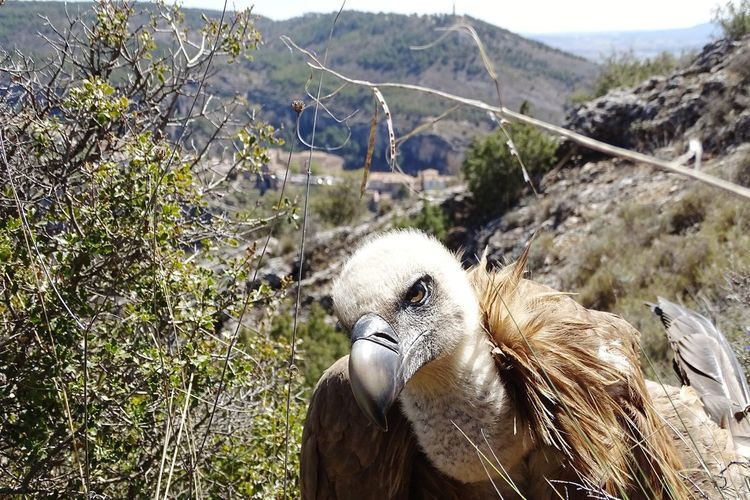 Close-up of owl on mountain