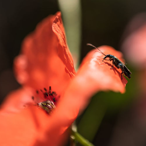 Close-up of insect on red flower