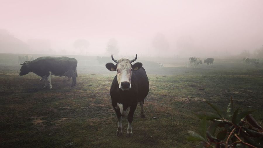 Wide shot of cow looking at camera on farm field in foggy weather