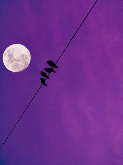 Low angle view of silhouette cables against sky at night