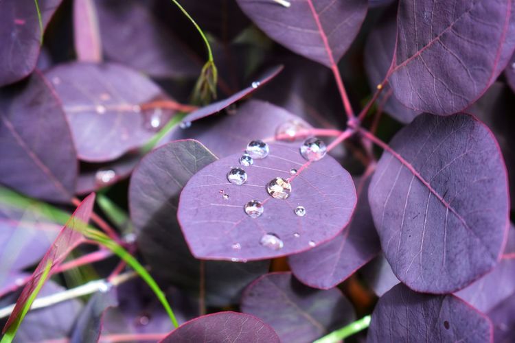 Rain drops on velvet purple leaves