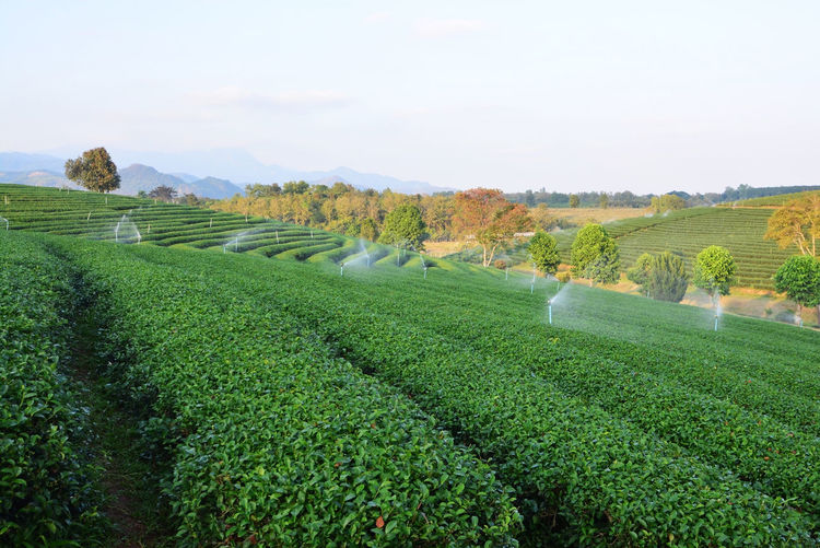 Scenic view of agricultural field against sky