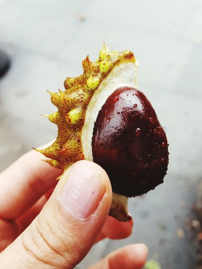 Cropped image of hand holding wet seed of chestnut with shell