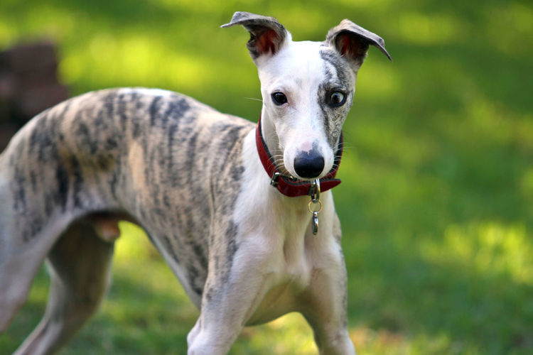 Close-up of whippet dog