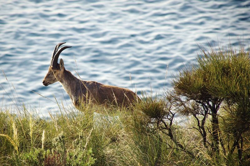 Ibex standing on grassy field by lake