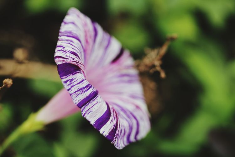 Close-up of purple flower