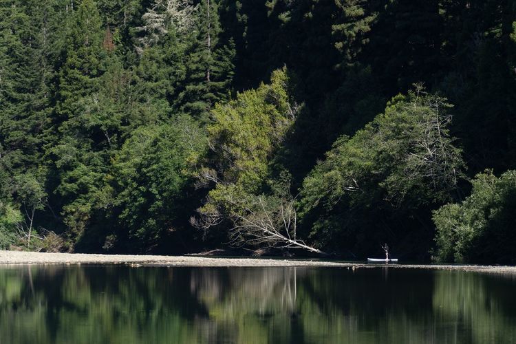 A woman on a paddle board, in front of trees by lake in forest