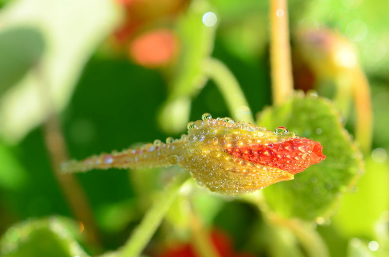 Close-up of wet red fruit on plant