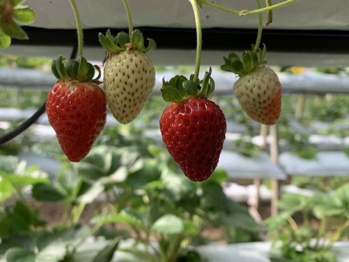Close-up of strawberries on tree
