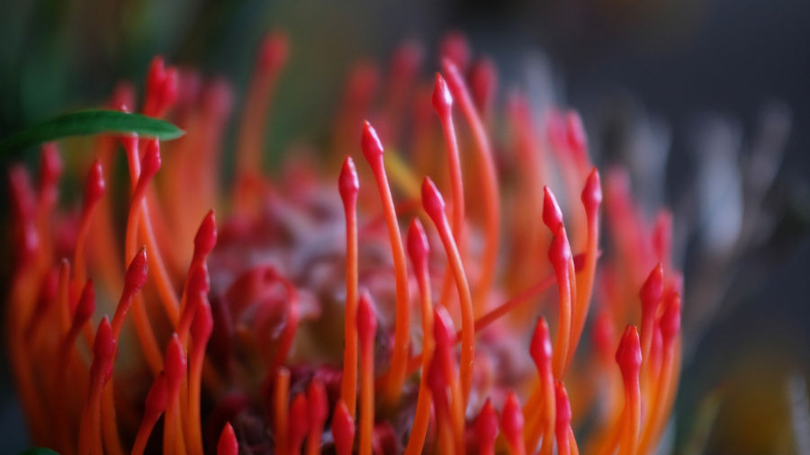 Close-up of red flowering plant