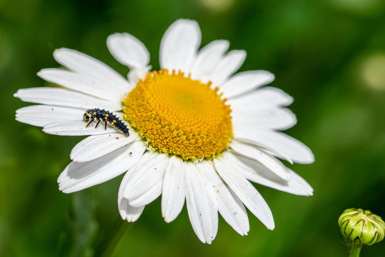 7 spotted ladybird, coccinella septempunctata, larva covered in pollen from oxeye daisy