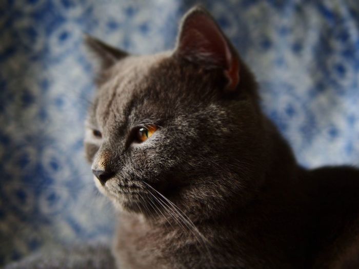 Close-up of cat looking away