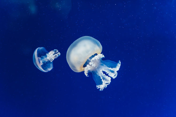 Close-up of jellyfish swimming in sea