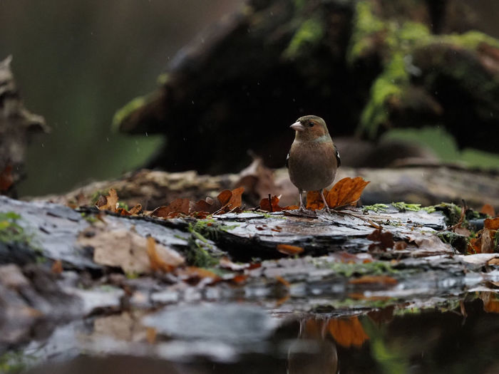 Close-up of bird perching on rock
