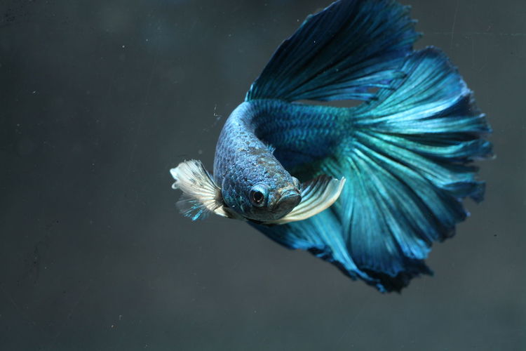 Close-up of blue siamese fighting fish swimming in aquarium