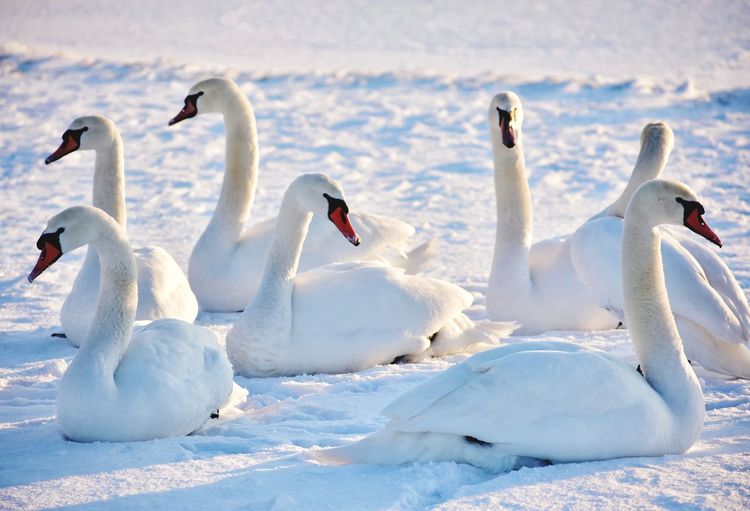 View of swans on lake during winter