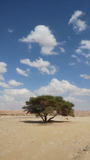 Tree on sand dune against sky