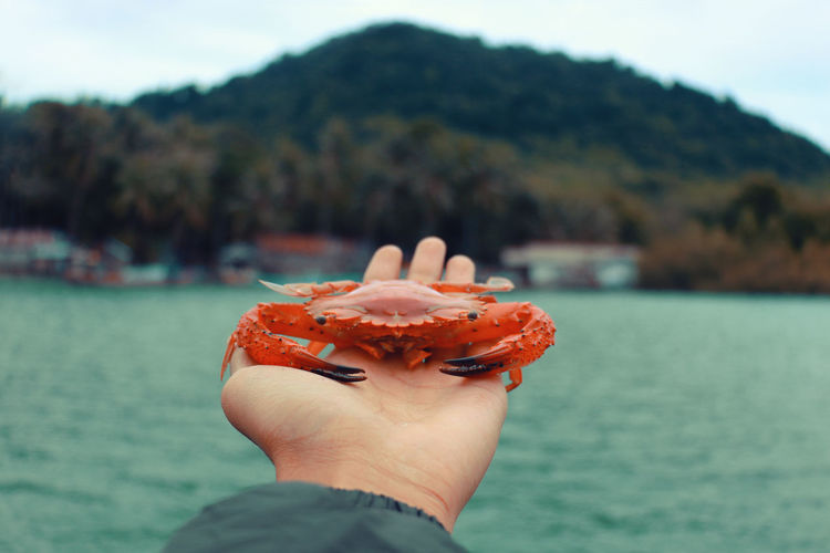 Midsection of person holding red crab against mountain