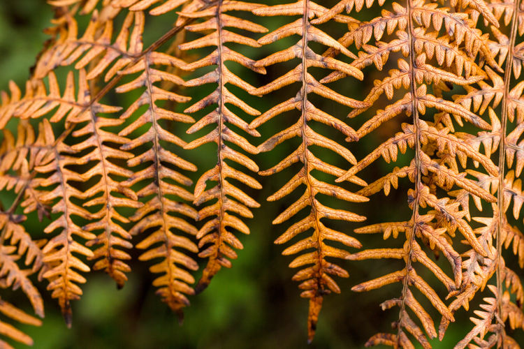 Close-up of succulent plant leaves