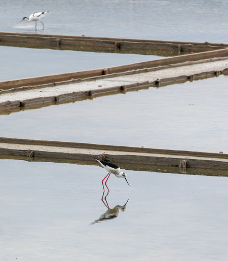 Black-winged stilt wading in water