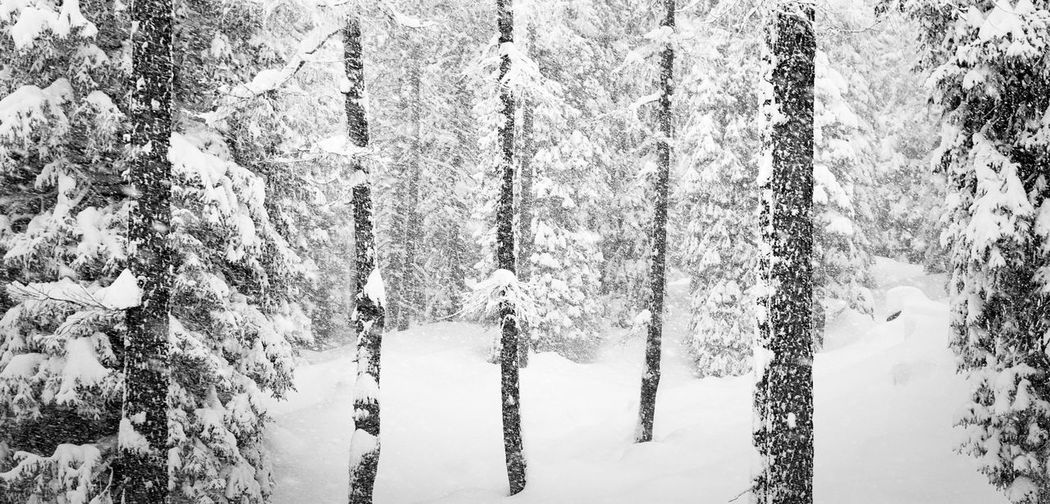 Snow covered pine trees in forest