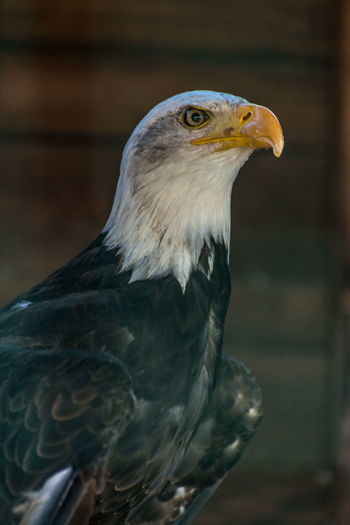 Close-up of bald eagle in zoo