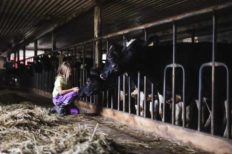 Girl in cowshed