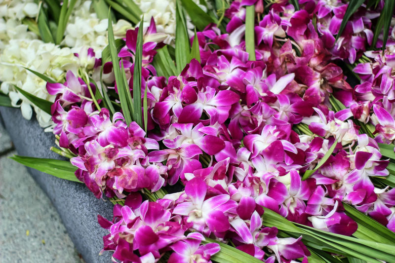 Close-up of pink flowers