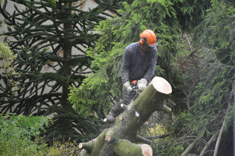 Man cutting down tree