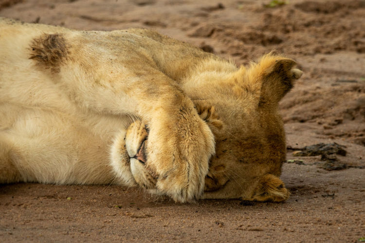 Close-up of lioness covering face with paw